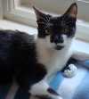 Saffy