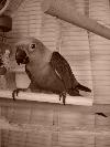 Pee Dee