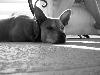Roxy